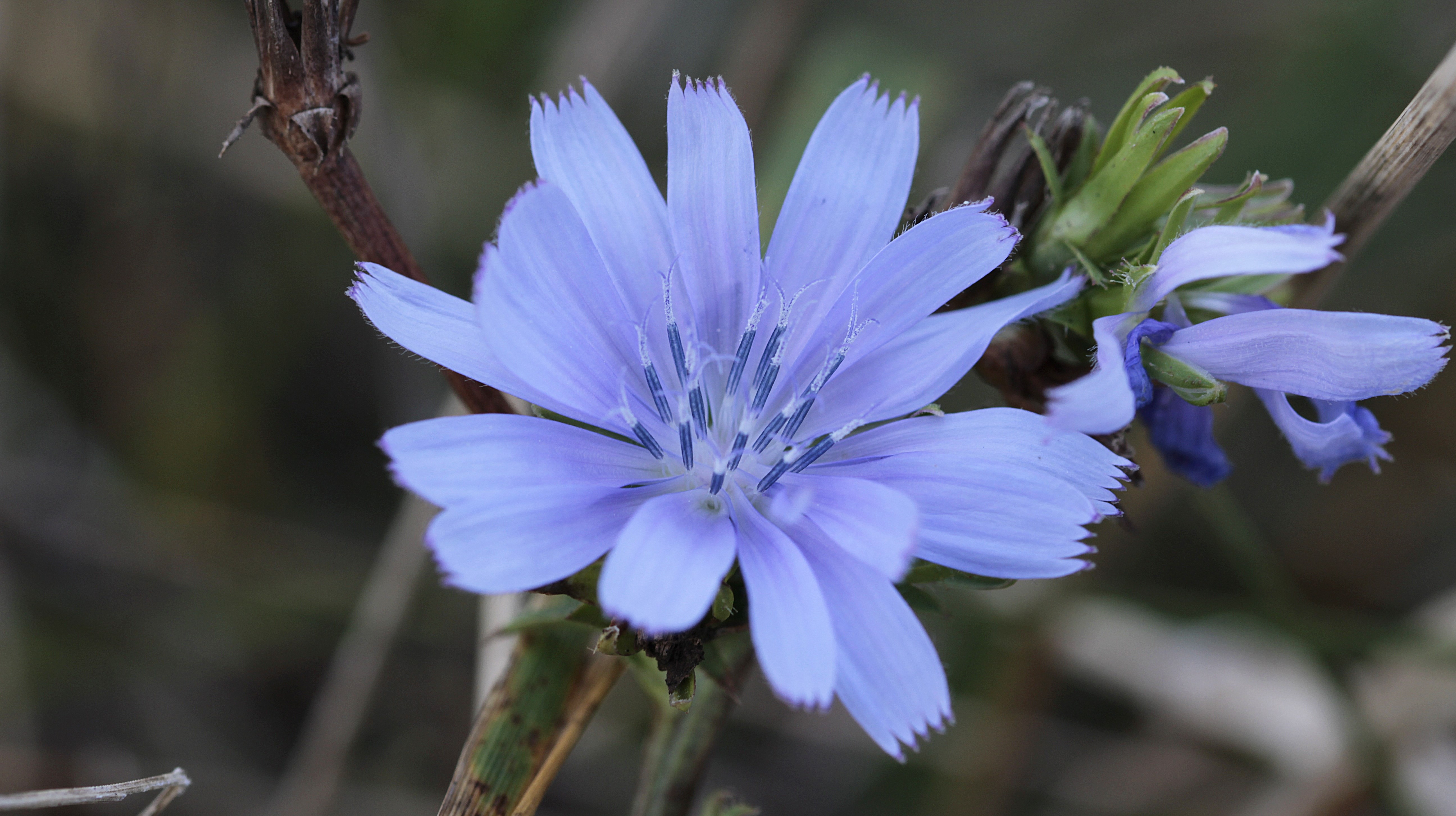 Chicory, fleurs de bach, conseiller en fleurs de bach rennes, stress, vitalité, hygiène de vie, consultation de naturopathie, naturopathe rennes