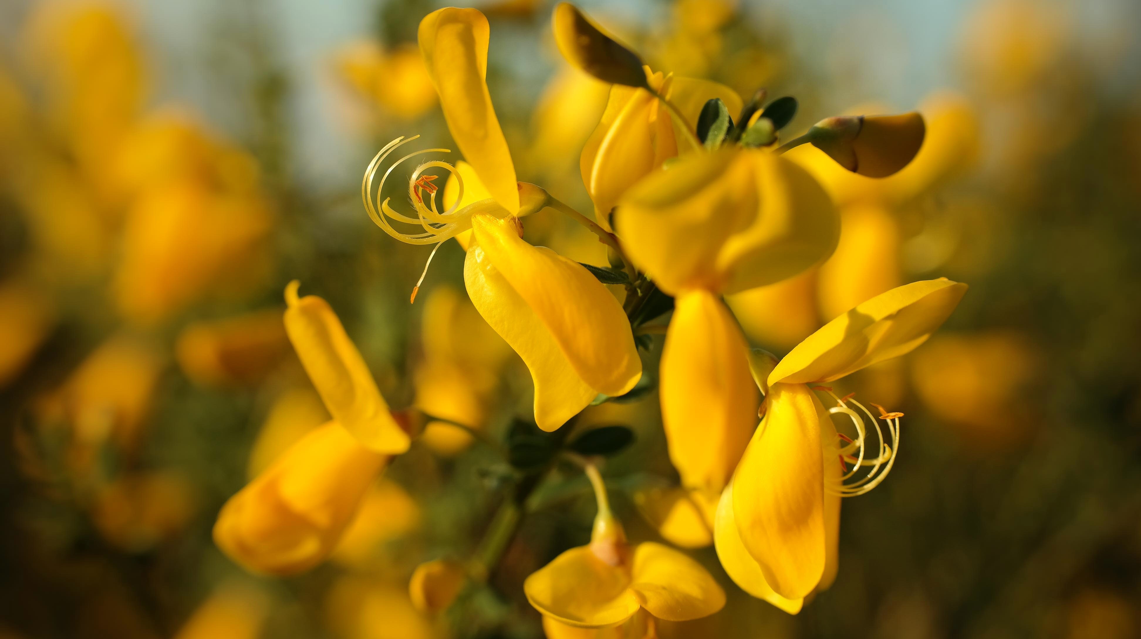Gorse, fleurs de bach, conseiller en fleurs de bach rennes, stress, vitalité, hygiène de vie, consultation de naturopathie, naturopathe rennes