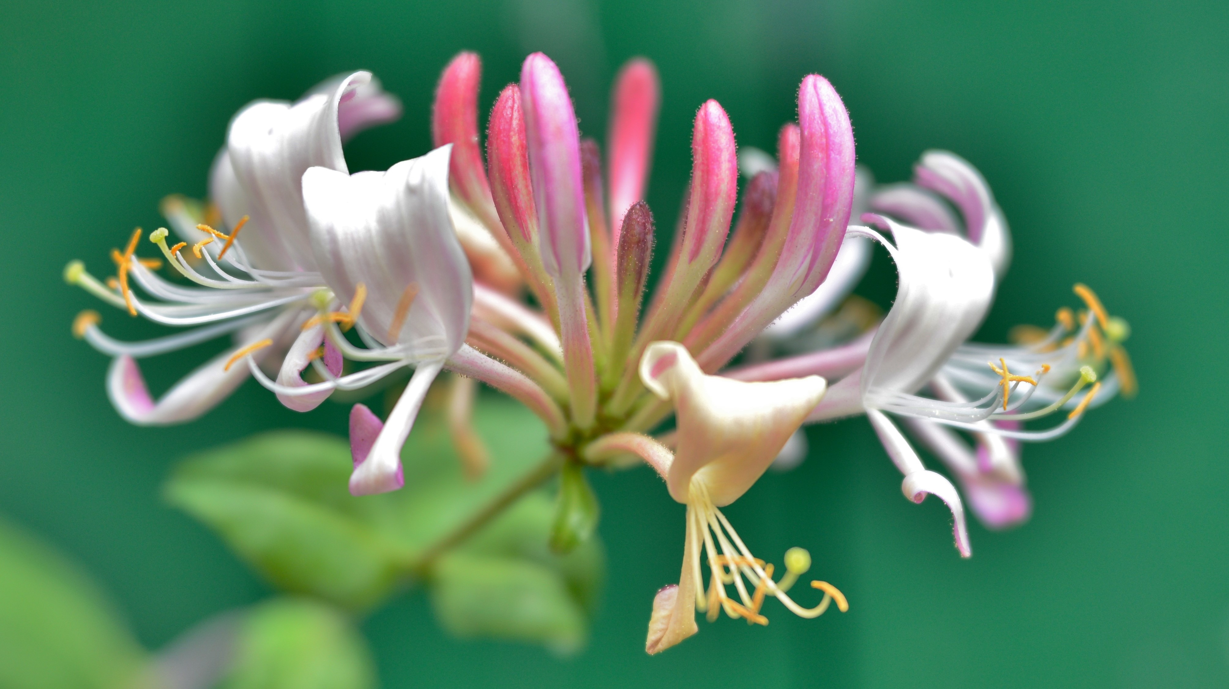 Honeysuckle, fleurs de bach, conseiller en fleurs de bach rennes, stress, vitalité, hygiène de vie, consultation de naturopathie, naturopathe rennes