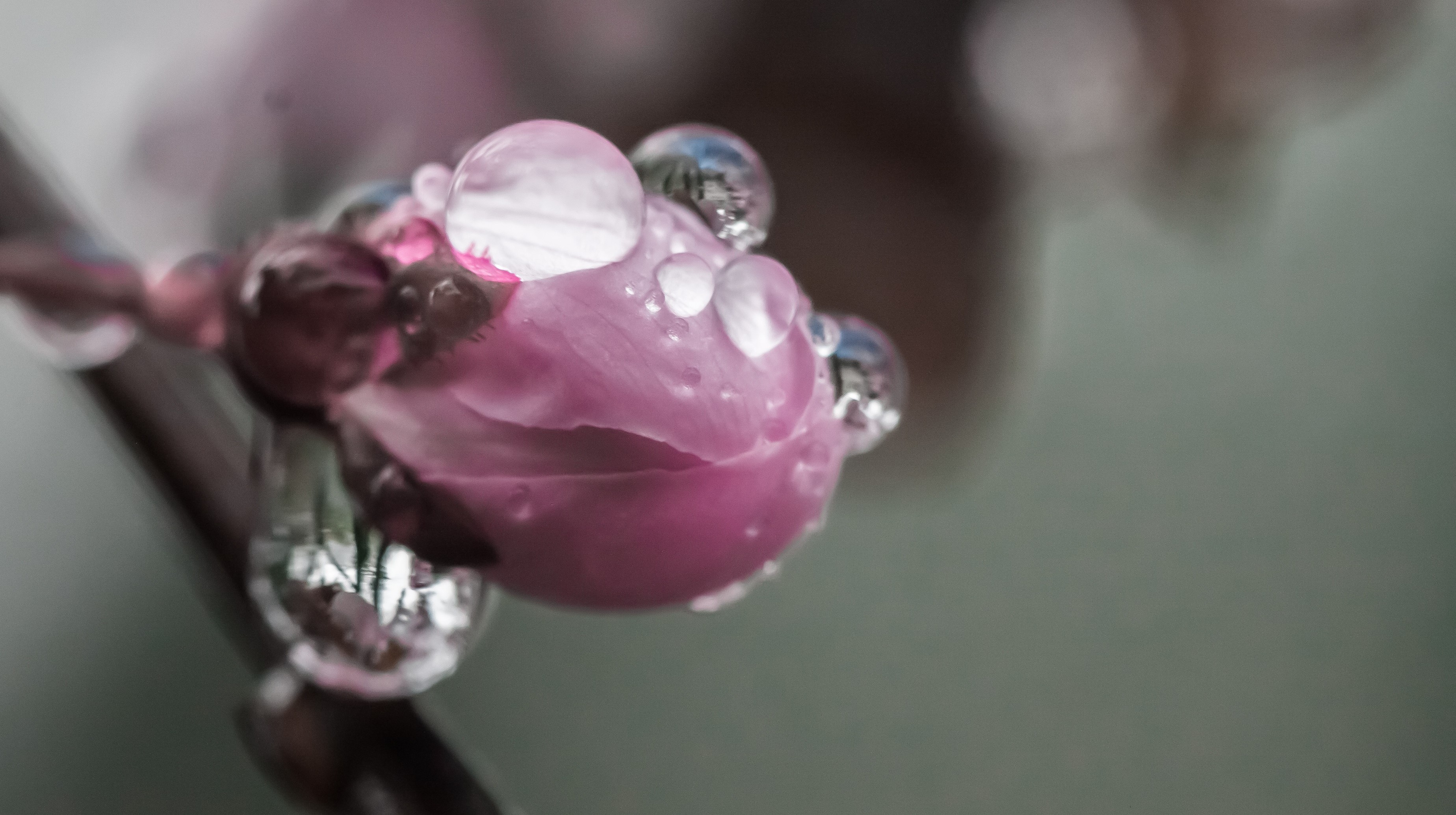 Bourgeon de cerisier, hygiène de vie, phytothérapie, plantes, remèdes naturels, naturopathe rennes