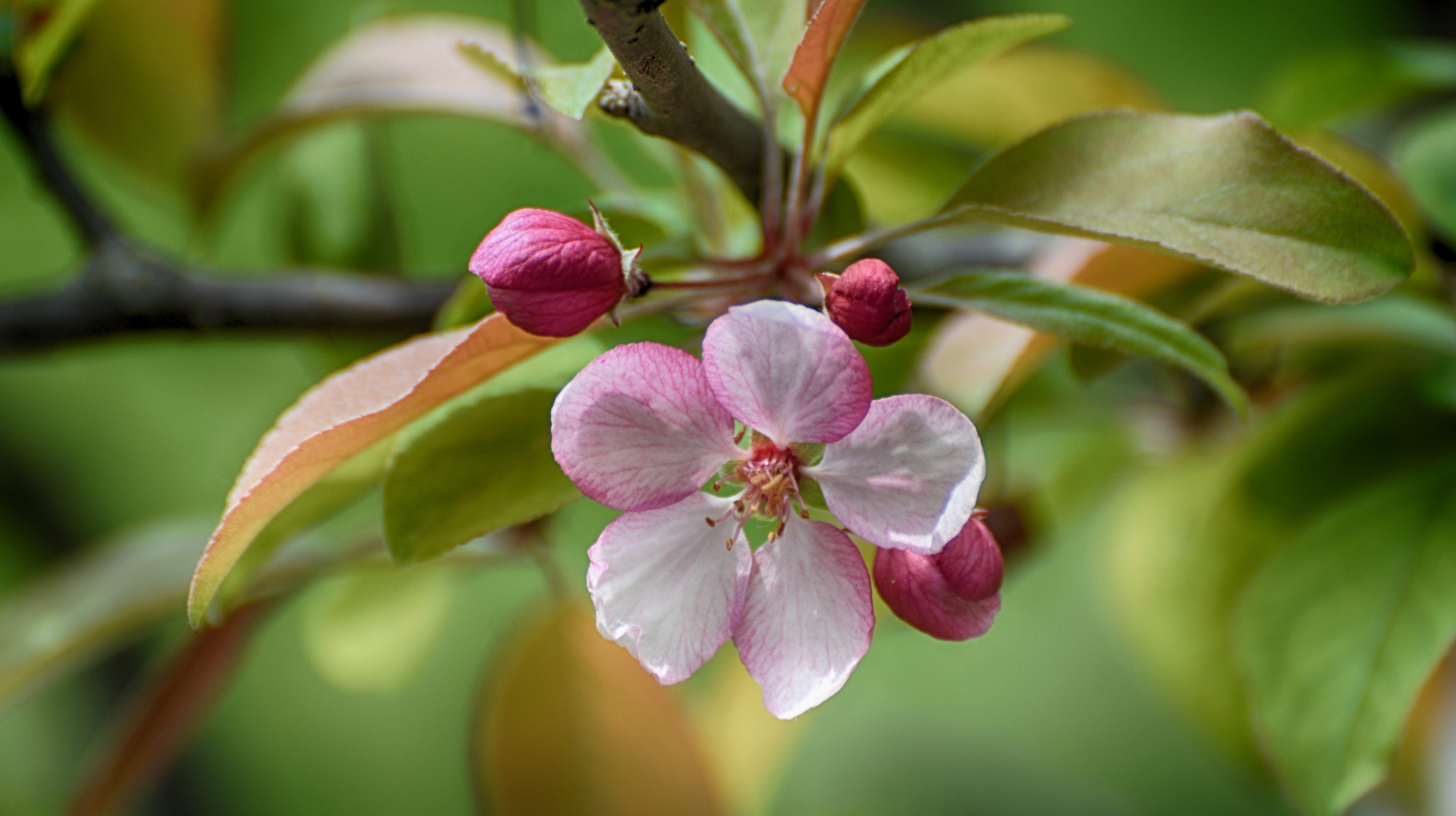 White Chestnut, fleurs de bach, conseiller en fleurs de bach rennes, stress, vitalité, hygiène de vie, consultation de naturopathie, naturopathe rennes